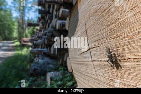 Blackspotted-Zangen unterstützen Käfer (Rhagium mordax), angezogen von Baumstämmen, Finnland, Juni. Stockfoto