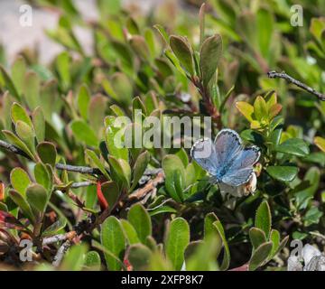 Blauer Schmetterling (Scolitantides vicrama), männlich, Finnland, Juni. Stockfoto