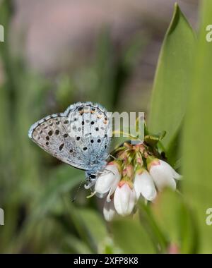 Blauer Schmetterling (Scolitantides vicrama), männlich auf Blumen, Finnland, Juni. Stockfoto