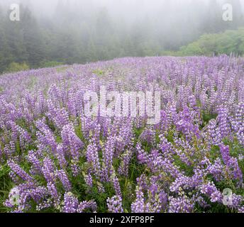 Masse der absteigenden Breitblättrigen Lupinen (Lupinus latifolius) bei Sonnenaufgang, bald Hills, Redwood National Park, Kalifornien, USA. Mai 2017. Stockfoto