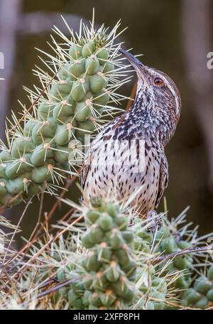 Cactus Wren (Campylorhynchus brunneicapillus) baut sein Nest zwischen den scharfen Stacheln eines Chain cholla Cactus (Cylindropuntia fulgida) in der Sonora-Wüste bei Tucson, Arizona, USA. Juli. Stockfoto