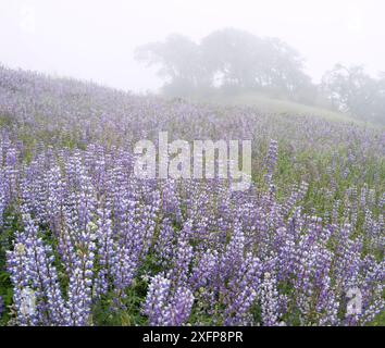 Feld der Breitblättrigen Lupinen (Lupinus latifolius) bei Sonnenaufgang, bald Hills, Redwood National Park, Kalifornien, USA. Mai 2017. Stockfoto
