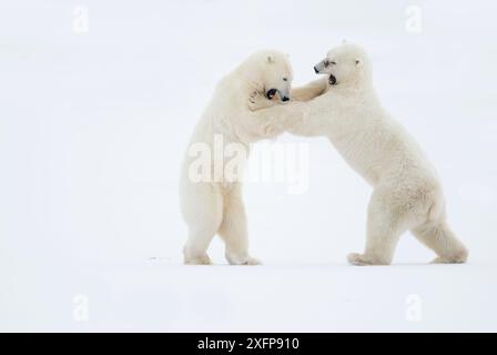 Eisbären (Ursus maritimus) Männchen kämpfen, Churchill, Kanada, November Stockfoto