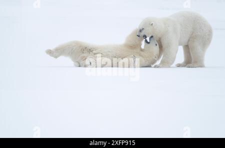 Eisbären (Ursus maritimus) Männchen kämpfen, Churchill, Kanada, November Stockfoto