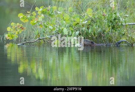 Biber (Castorfaser) im Wasser, das auf Aspen speist, Finnland, Juli. Stockfoto