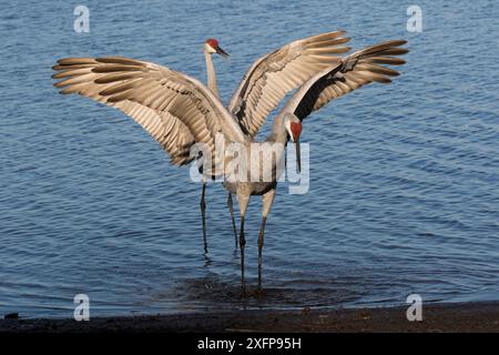 Florida Sandhügelkrane (Grus canadensis pratensis), die im charakteristischen Tanz als Teil der Balz zeigen, Sarasota, Florida, USA (nicht-Ex) Stockfoto