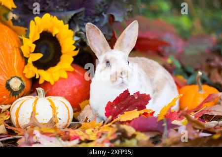 Junges Mini rex Hauskaninchen zwischen Herbstblättern, Kürbissen, Sonnenblumen und Zierkohl und Kürbissen. East Haven, Connecticut, USA Stockfoto