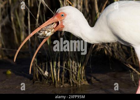 Weißer Ibis (Eudocimus albus) im Wintergefieder, isst Atlantische Blaukrabbe (Callinectes sapidus) am Rand der Salzwasserlagune. St. Petersburg, Florida, USA (nicht-Ex) Stockfoto