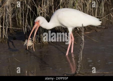 Weißer Ibis (Eudocimus albus) im Wintergefieder, isst Atlantische Blaukrabbe (Callinectes sapidus) am Rand der Salzwasserlagune. St. Petersburg, Florida, USA Stockfoto