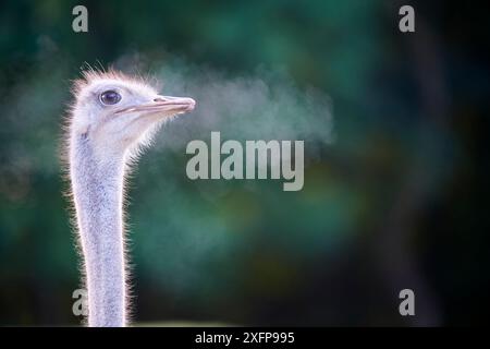 Straußenkopf-Protrait (Struthio camelus) mit sichtbarem Atem, Gefangener. Zoo Parc Beauval, Frankreich. Stockfoto