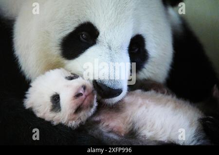 Riesenpanda (Ailuropoda melanoleuca) Weibchen, Huan Huan, hält Baby im Alter von zwei Monaten, Beauval Zoo, Frankreich, Oktober 2017. Stockfoto