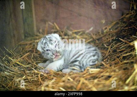 Neugeborenes weibliches weißes oder gebleichtes Tigerjunges (Panthera tigris), 10 Tage alt, ihre Eltern sind Hybride von sibirischem Tiger und bengalischem Tiger, Gefangener, Frankreich Stockfoto