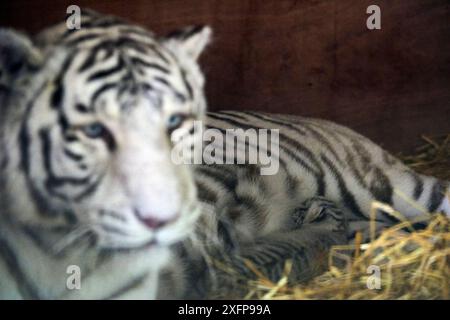 Weibliche weiße oder gebleichte Tiger (Panthera tigris) mit ihrem Jungen im Alter von 10 Tagen. Dieser weibliche Tiger ist eine Kreuzung aus einem sibirischen Tiger und einem bengalischen Tiger, hat blaue Augen und weißes Fell, das durch einen Mangel an Phäomelanin verursacht wird, Gefangener, Frankreich. Stockfoto