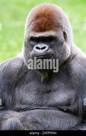 Männlicher Silberrücken westlicher Tieflandgorilla (Gorilla Gorilla Gorilla) Porträt, Captive, Beauval Zoo, Frankreich. Stockfoto