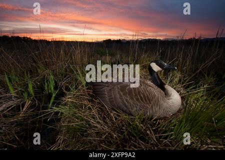 Kanadische Gänse (Branta canadensis) nistet am Ufer des Burnaby Lake bei Sonnenuntergang, Burnaby, British Columbia, Kanada. April. Stockfoto