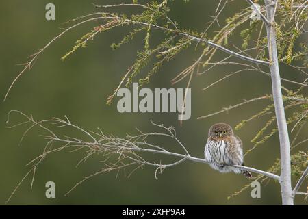 Nördliche Zwergkauz (Glaucidium gnoma) auf dem Ast, Cypress Mountain, West Vancouver, British Columbia, Kanada. Dezember. Stockfoto