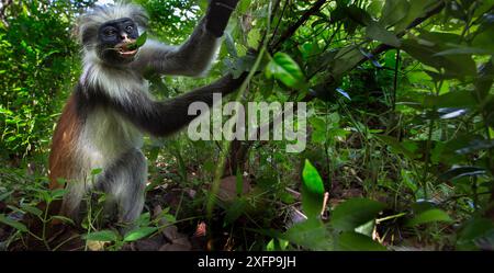 Sansibar Red Colobus (Procolobus kirkii) weibliche Fütterung. Jozani-Chwaka Bay Nationalpark, Sansibar, Tansania. Juni. Stockfoto