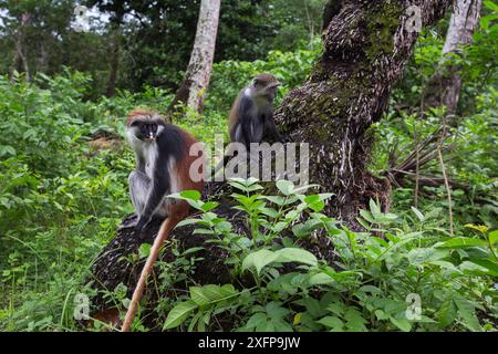 Sansibar Red Colobus (Procolobus kirkii) und Sansibar sykes Affe (Cercopithecus mitis albogularis) sitzen zusammen auf einer Palme. Jozani-Chwaka Bay Nationalpark, Sansibar, Tansania. Mai. Stockfoto