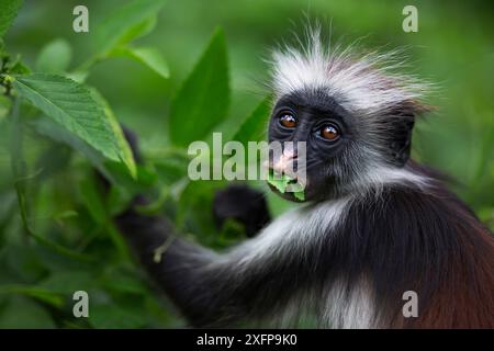 Sansibar-roter Colobus (Procolobus kirkii) juvenile Blattfütterung. Jozani-Chwaka Bay Nationalpark, Sansibar, Tansania. Mai. Stockfoto