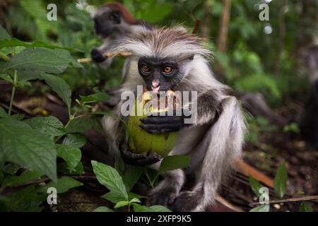 Sansibar Red Colobus (Procolobus kirkii) juvenile Fütterung. Jozani-Chwaka Bay Nationalpark, Sansibar, Tansania. Mai. Stockfoto