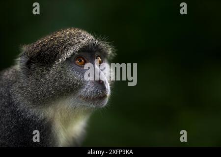 Porträt des Zanzibar-sykes-Affen (Cercopithecus mitis albogularis) Jozani-Chwaka Bay Nationalpark, Sansibar, Tansania. Mai. Stockfoto