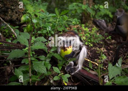 Sansibar Red Colobus (Procolobus kirkii) juvenile Fütterung. Jozani-Chwaka Bay Nationalpark, Sansibar, Tansania. Mai. Stockfoto