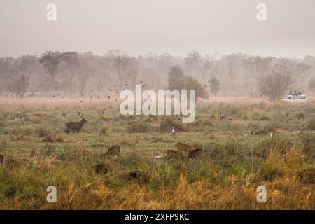 Minibus mit Besuchern auf einer Foto-Safari mit einer Vielzahl von Wildtieren, einschließlich Defassa Wasserbock (Kobus ellipsiprymnus) und anderen Antilopen, Seetellstorch (Ephippiorhynchus senegalensis), Rinderreiher (Bubulcus ibis) und Vogelschwärme. Pendjari Nationalpark, Benin. Februar 2009. Stockfoto