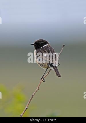 Steinechat (Saxicola torquatus) auf Zweig. Druridge Bay, Northumberland, England, Großbritannien, Juni Stockfoto