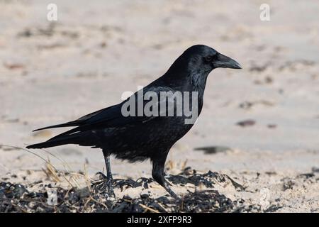 Aas-Krähe (Corvus Corone) auf der Suche nach Nahrung entlang der Gezeitendrift. Druridge Bay, Northumberland, Großbritannien, Februar Stockfoto