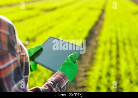 Eine Agronomin mit einem digitalen Tablet in der Hand überprüft junge Triebe auf dem Feld. Ein Landwirt, der eine moderne Tablette benutzt, kontrolliert das Wachstum ihrer Ernte Stockfoto