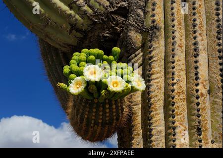 Saguaro Kaktus (Carnegiea gigantea) Knospen und Blüten in Blüte, Orgel Pipe Cactus National Monument, Sonora Desert, Arizona, USA, April 2014. Stockfoto