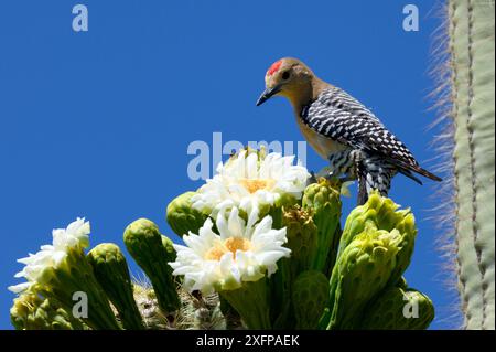 Gila-Spechte (Melanerpes uropygialis), der Nektar in der Saguaro-Kaktusblüte (Carnegiea gigantea), Lost Dutchman State Park, Arizona, USA, April 2013. Stockfoto