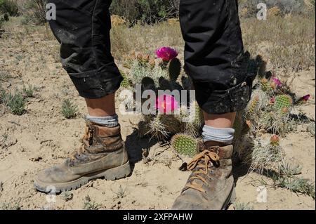 Beine und Wanderschuhe neben Desert Feigenkaktus (Opuntia sp) mit rosa Blüte, Grand Staircase-Escalante National Monument, Utah, USA, Mai. Stockfoto