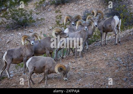 Desert Bighorn Sheep (Ovis canadensis) Herde, Valley of Fire State Park, Nevada, USA, Mai. Stockfoto