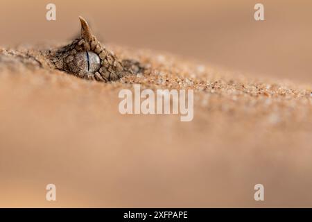 Horned Adder (Bitis caudalis) Auge blickend aus Sand, Swakopmund, Erongo, Namibia. Stockfoto