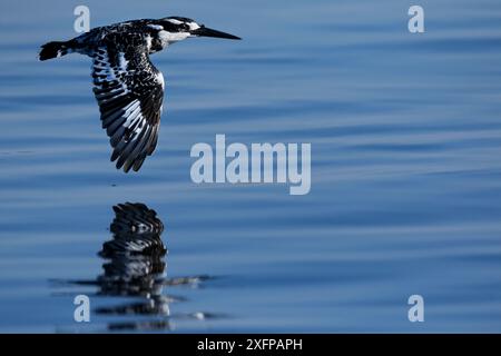 rattenvogel (Ceryle rudis) im Flug, Chobe River, North-West District, Botswana. Stockfoto