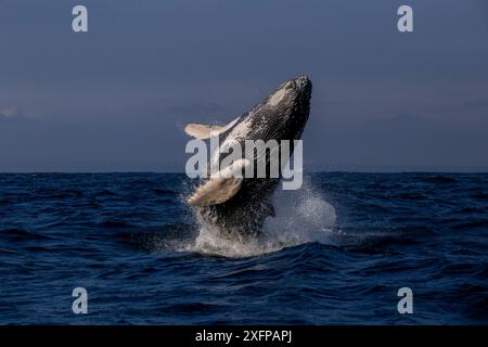 Buckelwale (Megaptera novaeangliae), die in Puerto Lopez, Manabi, Ecuador brechen. Stockfoto