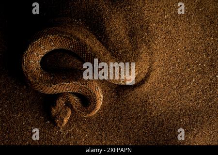 Peringuey's Adder (Bitis peringueyi) in Sand, Swakopmund, Erongo, Namibia. Stockfoto