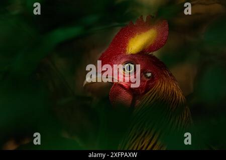 Sri Lanka Junglefowl (Gallus lafayettii) Yala Nationalpark, Südprovinz, Sri Lanka. Stockfoto