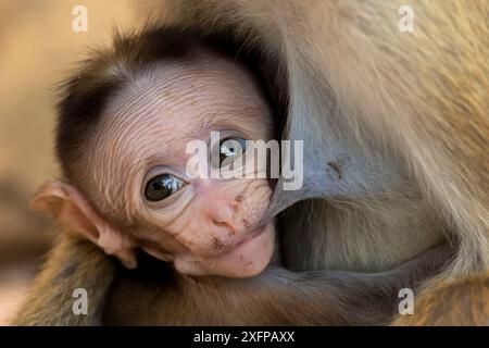 Makaken (Macaca sinica) Babynahrung, Yala Nationalpark, Südprovinz, Sri Lanka. Stockfoto