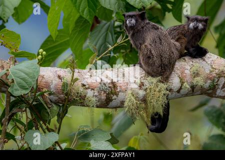 Schwarzmantelter Tamarin (Saguinus nigricollis) Sumaco, Napo, Ecuador. Stockfoto