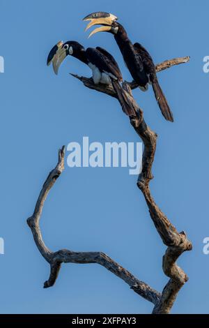 Malabar Rattenhornvögel (Anthracoceros coronatus) thront in einem Baum, Yala National Park, Südprovinz, Sri Lanka. Stockfoto