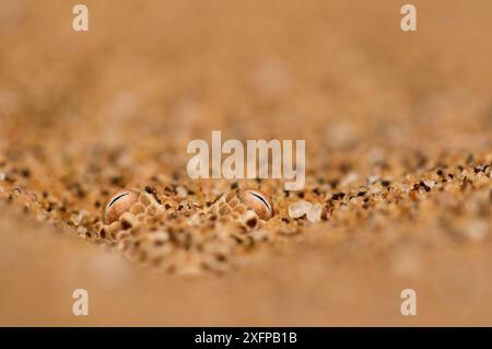 Im Sand versteckt. Swakopmund, Namibia. Stockfoto