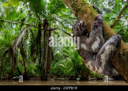 Jungtiere von Dreizehenfaulfauchen (Bradypus variegatus), die an einem Baum hängen. Yasuni-Nationalpark, Orellana, Ecuador. Stockfoto