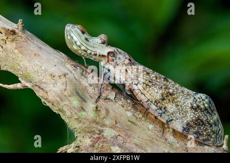 Erdnusskopf-Laterne (Fulgora laternaria) Yasuni-Nationalpark, Orellana, Ecuador. Stockfoto