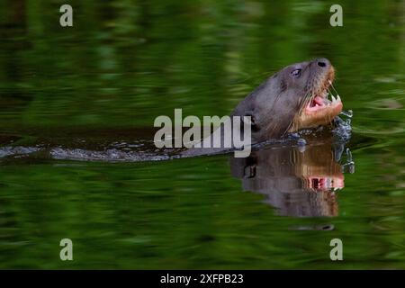 Riesenotter (Pteronura brasiliensis) schwimmen in einem Amazonassee. Tambopata National Reserve, Madre de Dios, Peru. Stockfoto