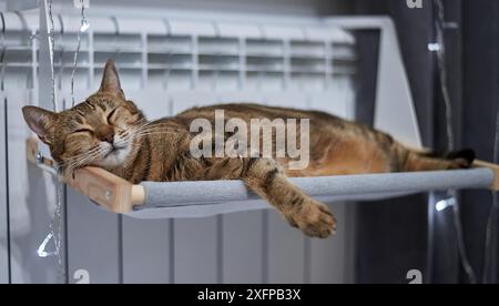 Bild einer reinrassigen bengalischen Katze, die auf einer Hängematte liegt, die an einer Heizung befestigt ist. Haustierpflegekonzept. Gemischte Medien Stockfoto