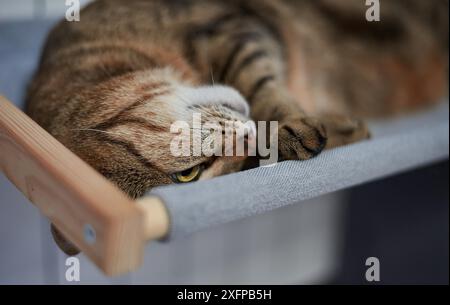 Bild einer reinrassigen bengalischen Katze, die auf einer Hängematte liegt, die an einer Heizung befestigt ist. Haustierpflegekonzept. Gemischte Medien Stockfoto