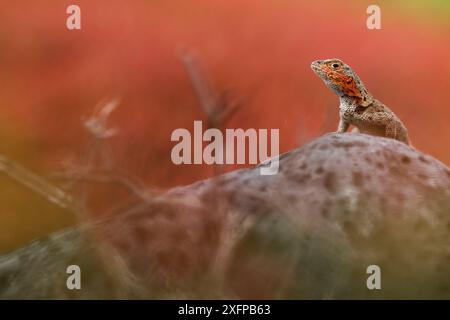 Lavaeidechse (Microlophus grayi) Weibchen auf einem Felsen. Floreana Island, Galapagos Islands, Ecuador. Stockfoto