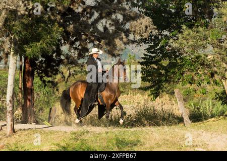 Mann, der eine Trocha-Stute im Trab reitet, Rionegro, Antioquia, Kolumbien. Stockfoto